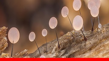 Photographer Takes Extreme Macro Photos To Show How Mesmerizing Mushrooms Can Be !