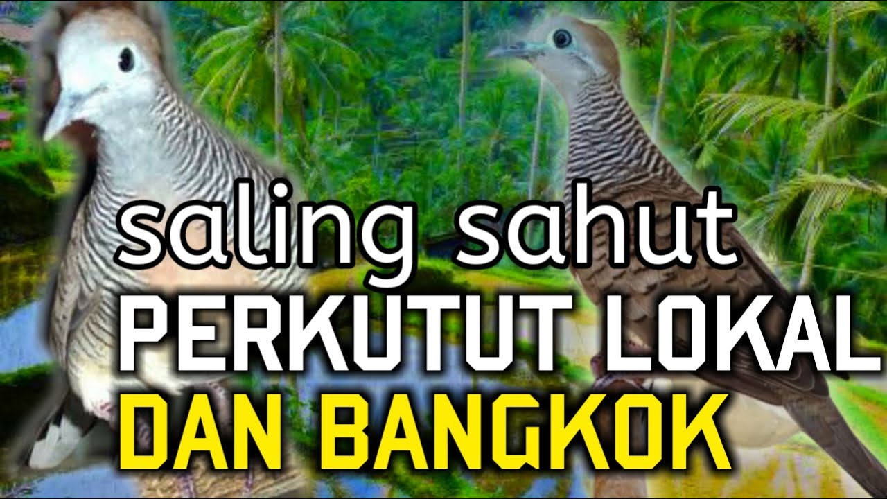 Perkutut lokal vs perkutut Bangkok saling sahut cocok untuk pancingan