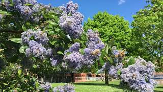 Californian lilac (ceanothus) - leaves ...