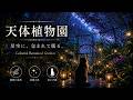 天体植物園 🌌|眠れる夜のピアノBGM【2時間】Starry Greenhouse Piano Music for Sleep & Healing 🐱