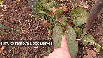 How to remove dock by the root