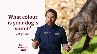Why Is My Dog Being Sick? Dog Vomit Colour Chart