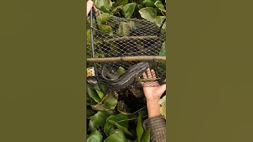 Sướng run tay khi thăm lờ cải tiến dính cặp cá lóc khủng quá đã #fishing #mientay