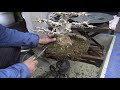 Bonsai master repot the maple tree. Part 2.