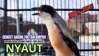 cendet gacor BONGKAR ISIAN paling AMPUH PANCINGAN CENDET AGAR BUNYI bikin BURUNG PENTET GACOR EMOSI