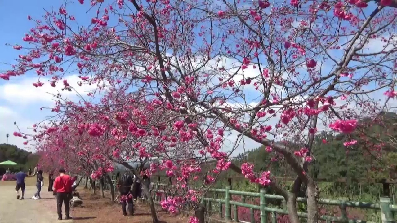 台灣四處趴趴走 2026嘉義半天岩櫻花季