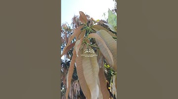 القارئ فارس عباد { قَالَ رَبِّ إِنِّی ظَلَمۡتُ نَفۡسِی فَٱغۡفِرۡ لِی..}