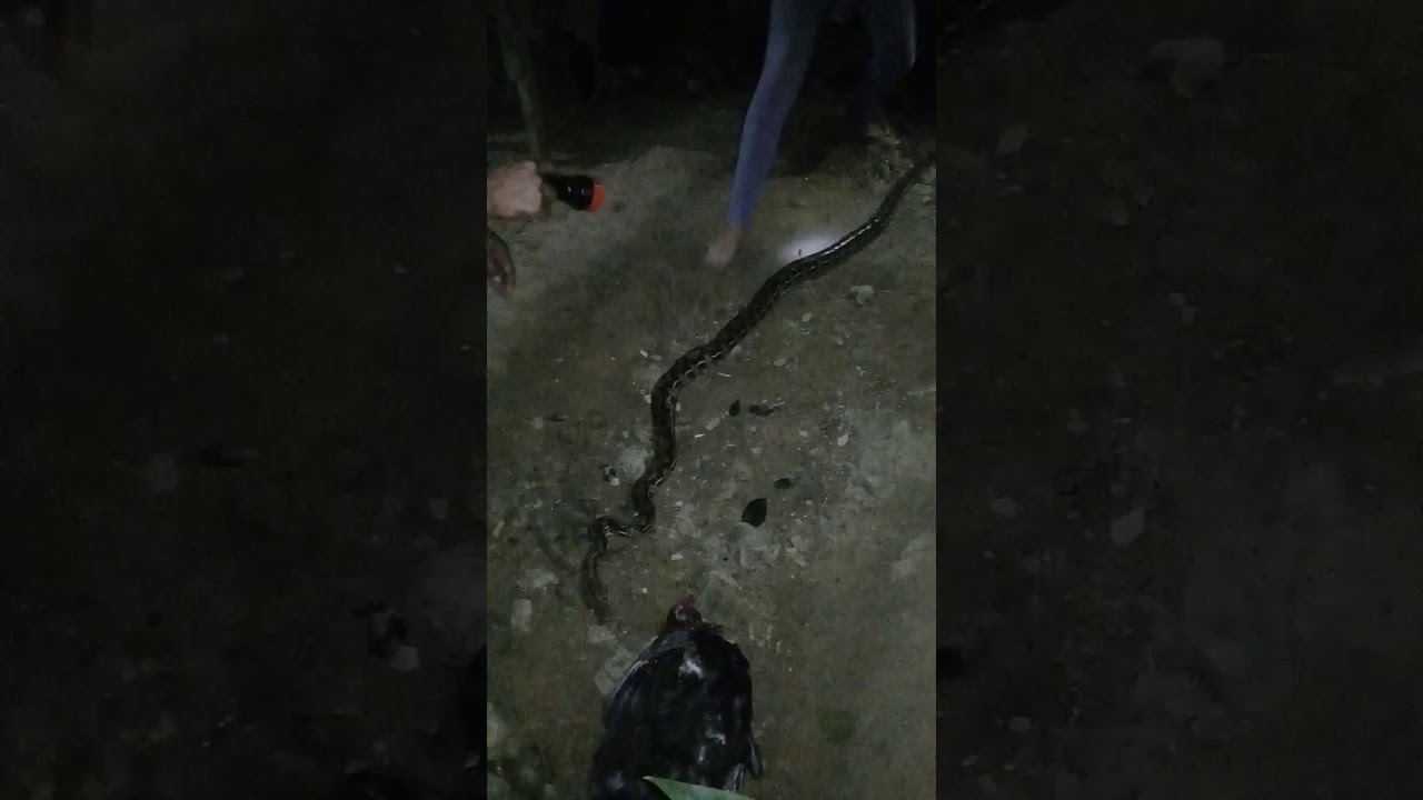 camera iphone 8 plus apk Snake lover...by marphy matugas oh my gulay...