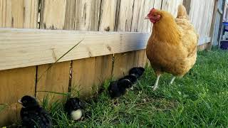 Buff Orpington mom with Barred Rock chicks