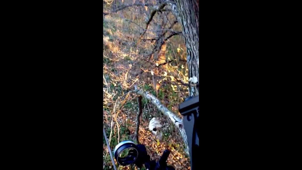buck-snort-wheeze-and-tending-grunt-youtube