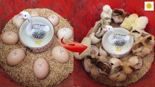 How to incubate eggs at home without an incubator  incubate eggs with a garbage bucket with