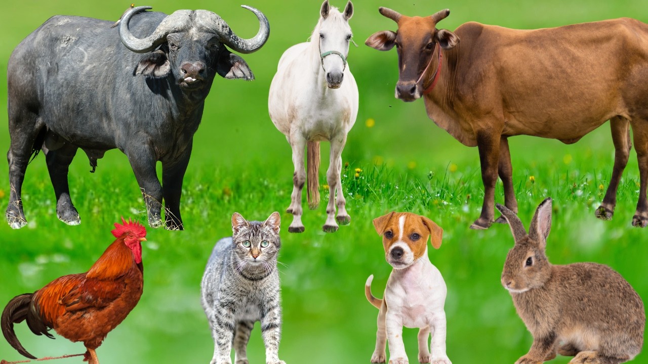 Beautiful Farm Animals: Pig, Sheep, Cow, Elephant, Chicken, Dog, Cat, Rabbit, Monkey – Animal Sounds