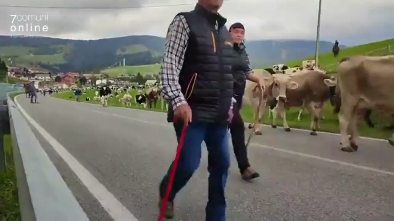 Transumanza 2022: la partenza da Gallio