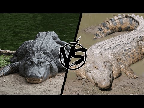 Крокодил против аллигатора. Кто сильней?