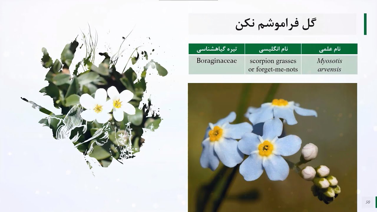 مجموعه‌ تصاویر گل‌های درس گلکاری، شامل نام علمی، نام انگلیسی و تیره گیاهشناسی
