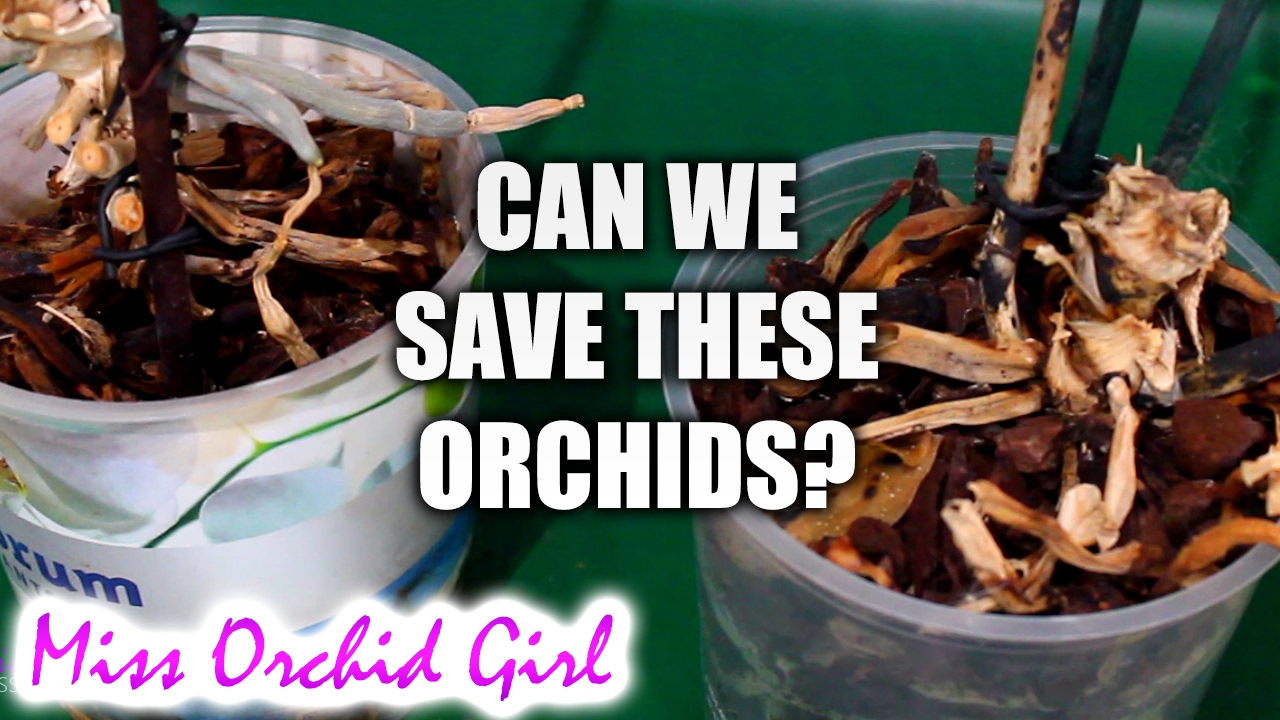 Are these Orchids dead or alive? saving Orchids through