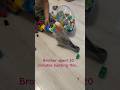 Mili destroying brother's tower#funnybirdMili