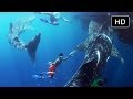 Swimming with Whale Sharks - Behind the Scenes of Journey to the South Pacific - IMAX® 3D Film