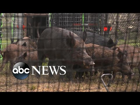 For the past 5 years, feral hogs are overwhelming America’s Texas farmlands | Nightline