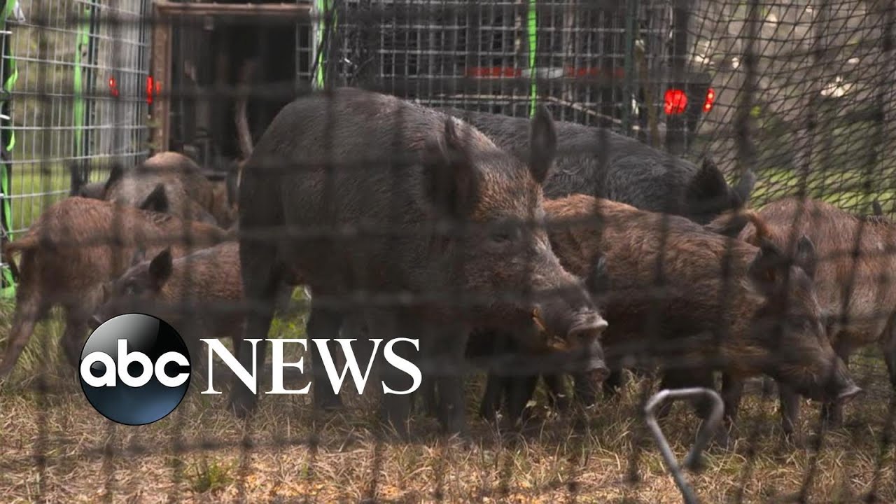 ⁣For the past 5 years, feral hogs are overwhelming America’s Texas farmlands | Nightline