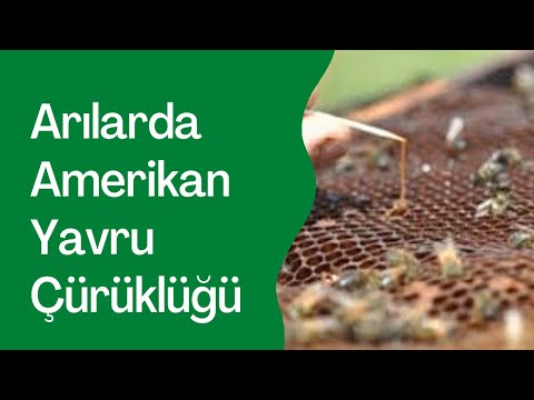 Amerikan Yavru Çürüklüğü