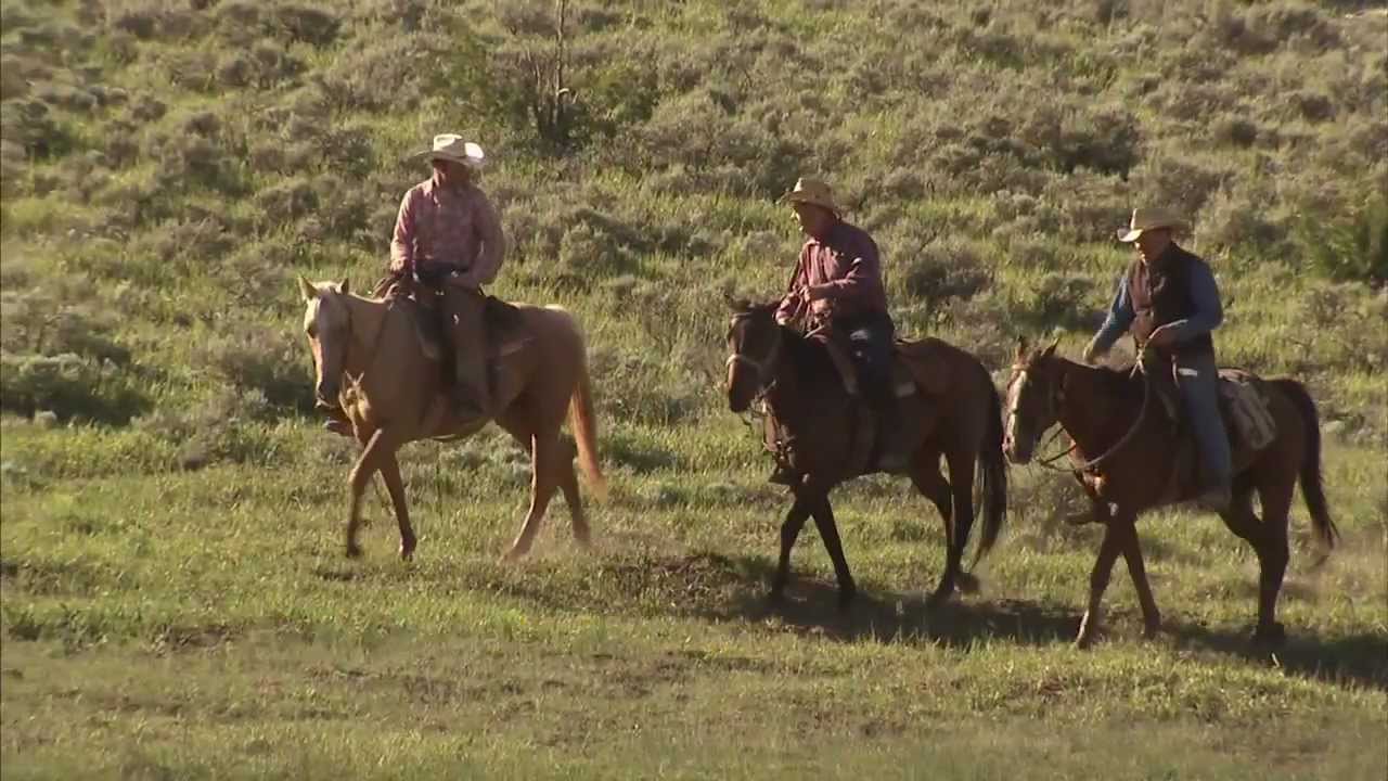 Vintage Western Cowboy Cattle Round Up Chasing a Steer Wrapping