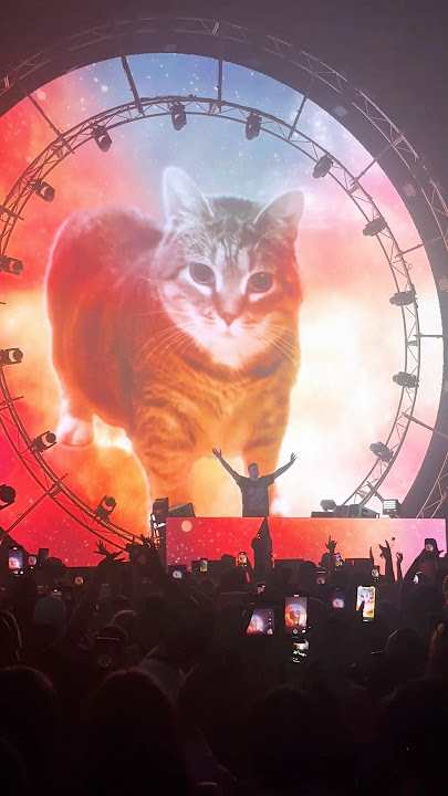 Imagine your cat at a rave 😹 #OIIAOIIA #cat #electronicmusic #shorts