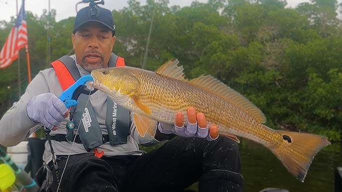 Massive Bait Catch with Surprise Cobia & Snook in Tampa Bay 