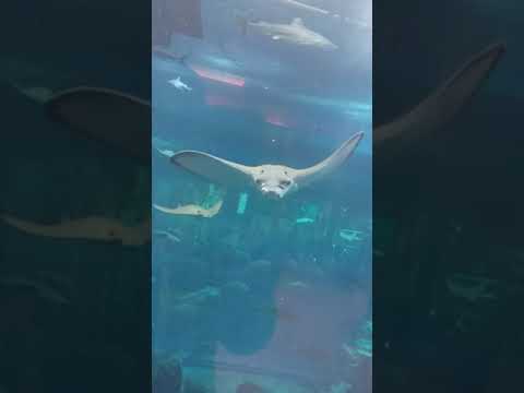 Dubai mall aquarium dec 2020