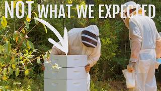 Could This BEE Worse Than We Thought?