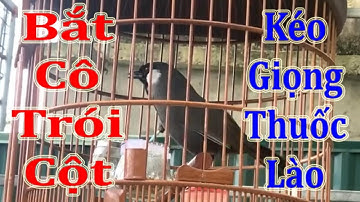 Khướu Bạc Má Hót Bắt Cô Trói Cột Kéo Giọng Thuốc Lào