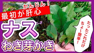 最初が肝心 ナスのわき芽かきのやり方 狭い庭で家庭菜園 Youtube