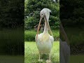 「超貴重映像！驚異的な行動のペリカンがカメラに捉えられた！」　Mysterious behavior of pelicans #長崎ちゃんぽん