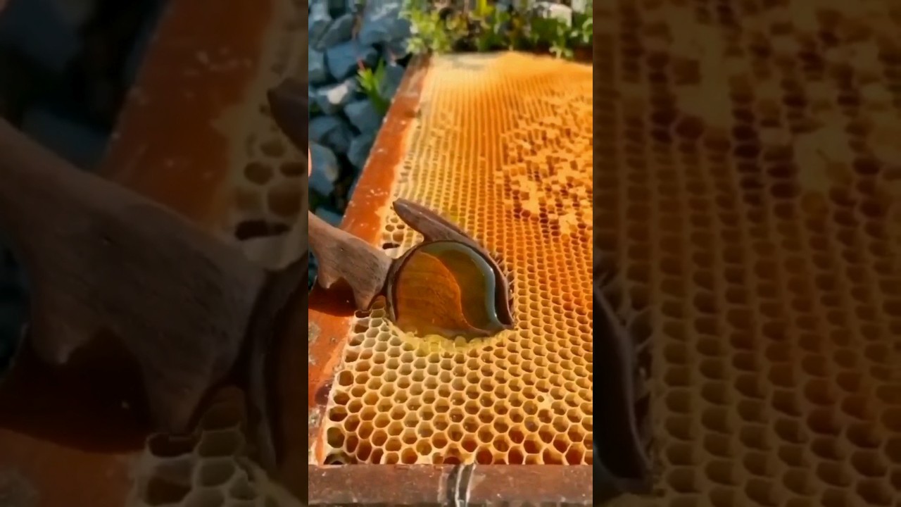 🟡 How do we get honey from bees 