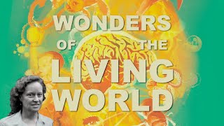 Wonders of the Living World, Margaret Miller: O que podemos aprender sobre Deus através da criação?