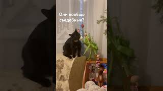 Кошка vs Тюльпаны #приколы #котики