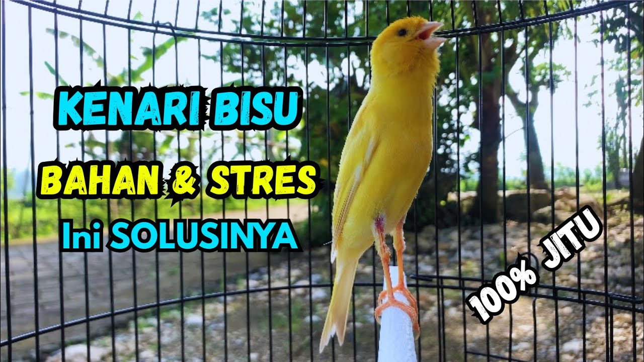 Kenari gacor NGEROL PANJANG cocok untuk PANCINGAN KENARI PAUD bikin BURUNG KENARI GACOR PANJANG