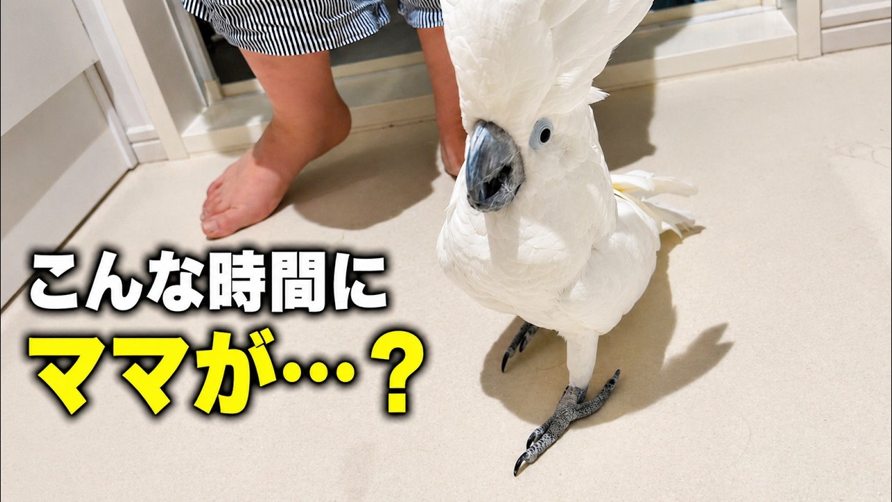 ゆきまるです♡ Yukimaru is confused because his mom is there for some reason