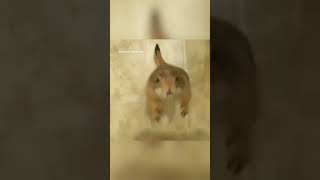 Download Lagu Rat clapping #shorts #youtubeshorts #animals MP3 Download Lagu Rat clapping #shorts #youtubeshorts #animals MP3