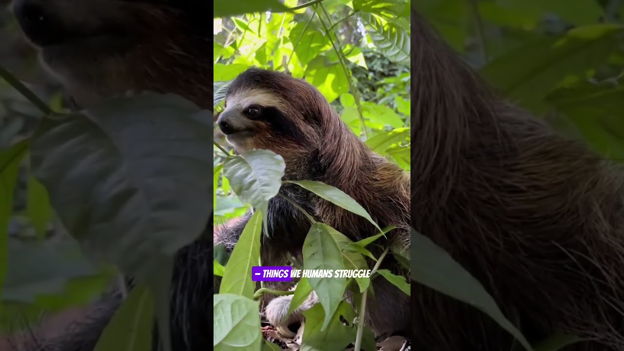 Why Sloths Might Be Healthier Than You 