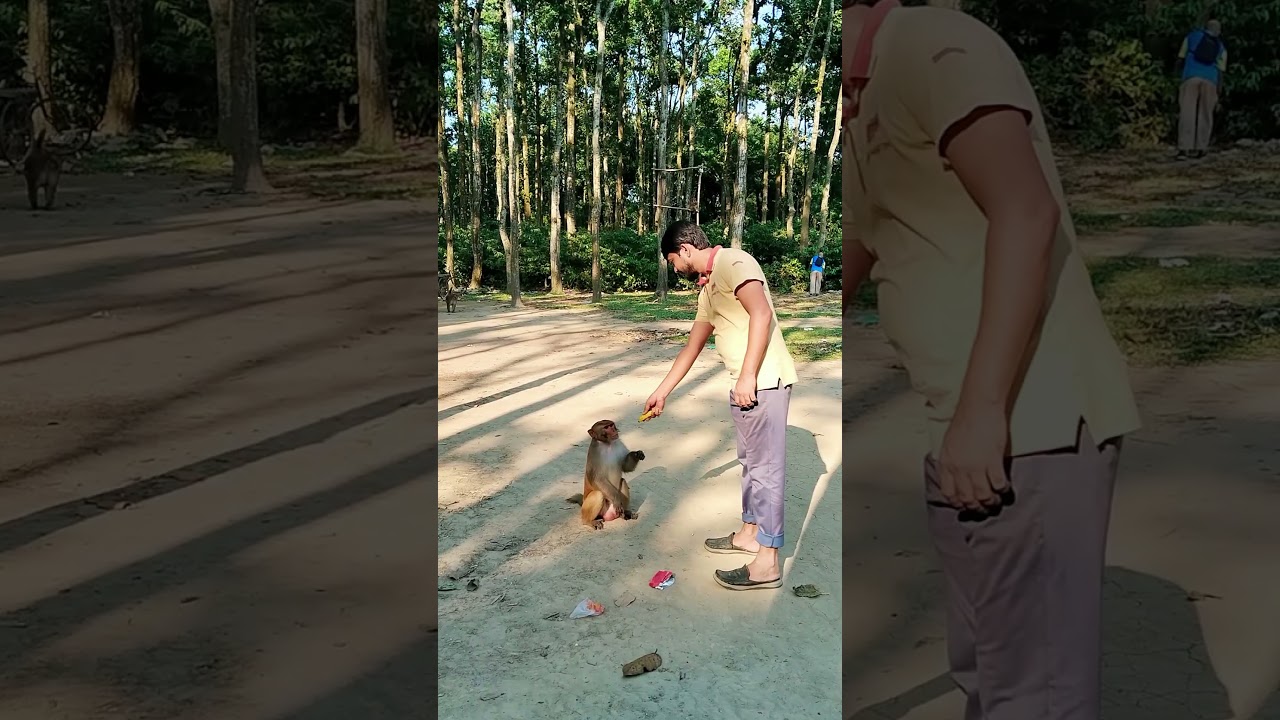 Monkey is confused about what to do or not😂 