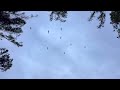 HERRING SPAWN
