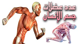 كم عدد عضلات جسم الإنسان ؟ 