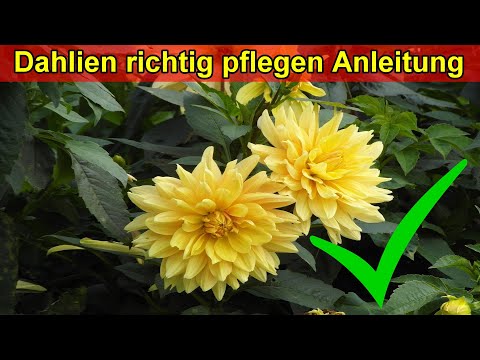 Video: Was sind Dinnerplate-Dahlien – Tipps zur Pflege und Wartung von Dinnerplate-Dahlien