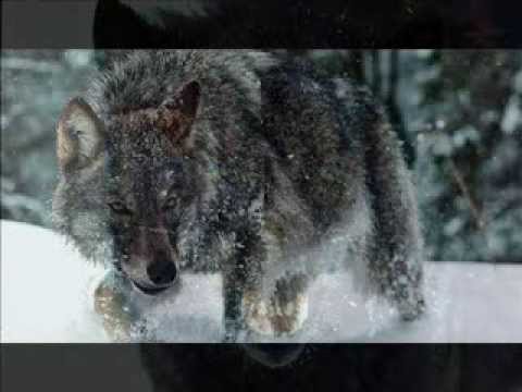 Cuna de Lobos - Tema Final (Completo) Intro especial con imagenes de lobos  - YouTube