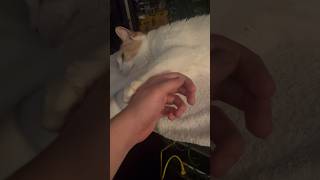 Cute Cat Nuzzles and Hugs My Hand