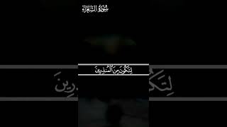 محمد صديق المنشاوي {وَإِنَّهُ لَتَنزيلُ رَبِّ الْعَالَمِينَ}❤️❤️🌹🌹