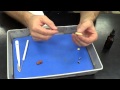 Seed Dissection Quiz