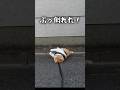 ぶっ倒れて周囲をザワつかせる猫#元野良猫チャチャ #猫武将 #ねこ #猫 #cat #ネコ #チャチャ