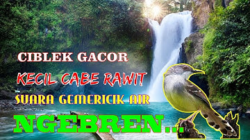 masteran burung ciblek gacor dan suara air mengalir | pancingan burung ciblek jernih